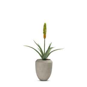 Set aus Calmo Bodengefäß und Aloe Vera