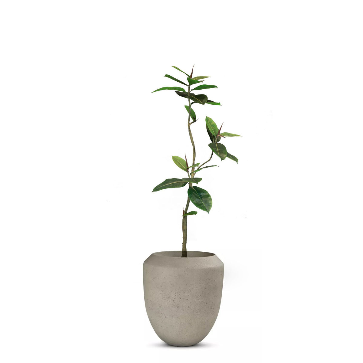 Set aus Calmo Bodengefäß und Ficus Elastica