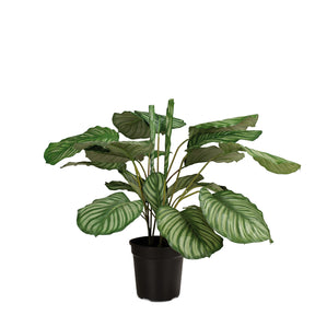 Korbmarante - Calathea Kunstpflanze