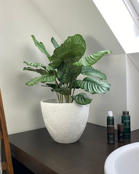 Korbmarante - Calathea Kunstpflanze