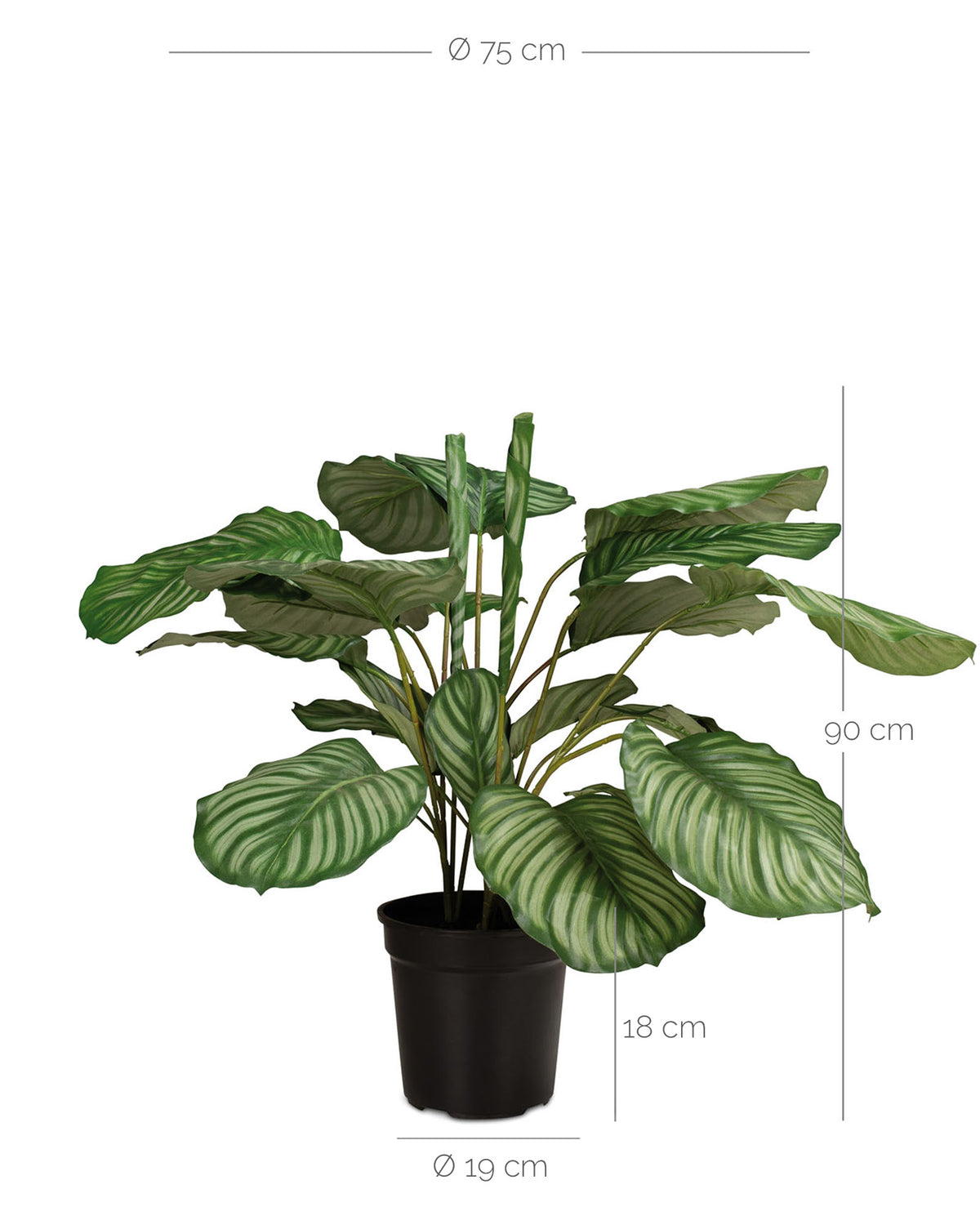 Korbmarante - Calathea Kunstpflanze