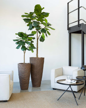 Oviano Set mit Geigenfeige