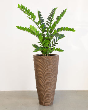 Oviano Set mit Zamioculcas
