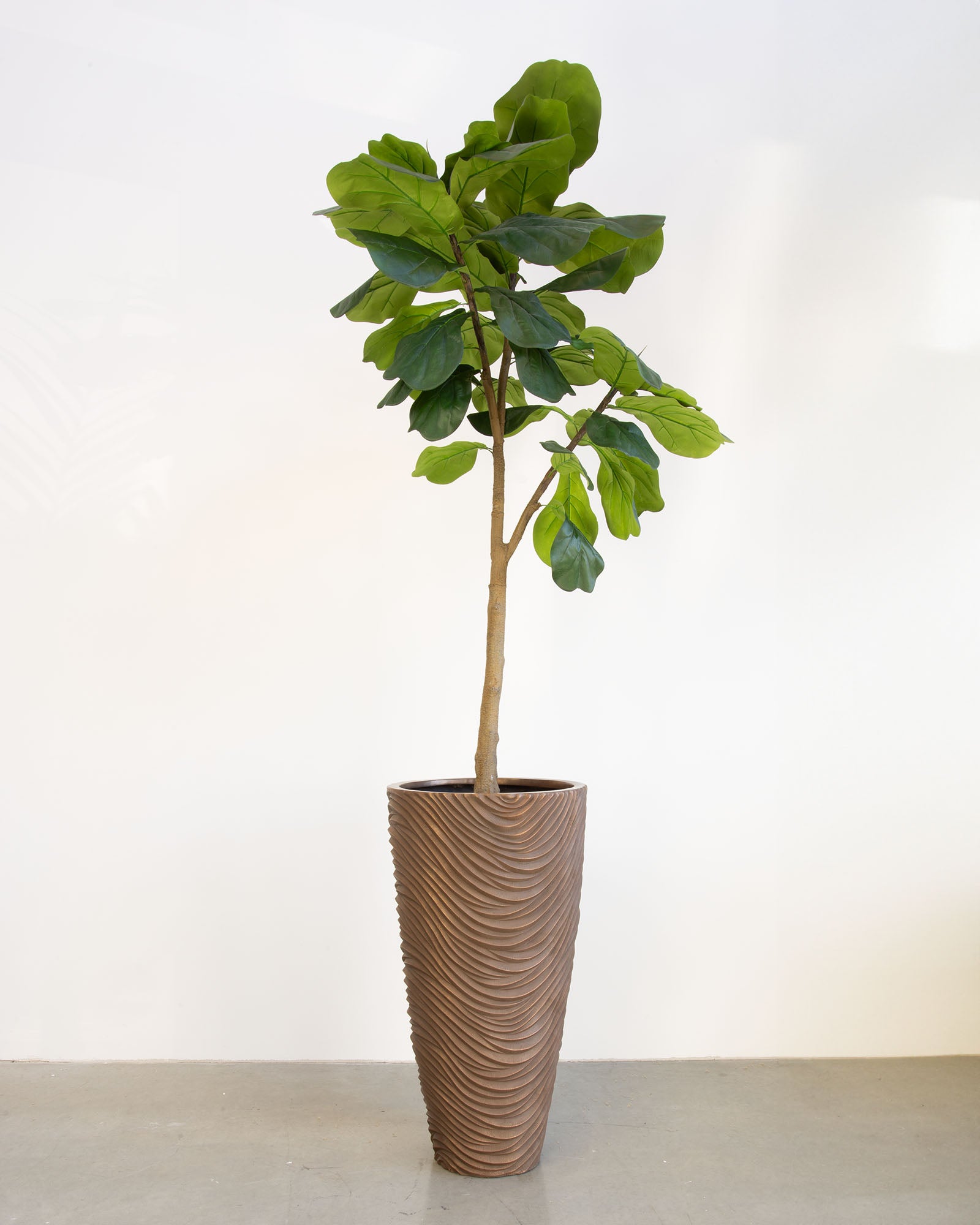 Oviano Set mit Geigenfeige