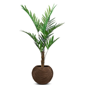 Set aus Oviano Globe und Forstersche Kentia