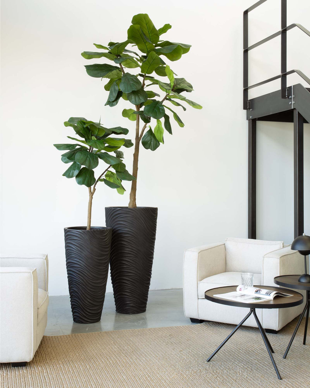 Oviano Set mit Geigenfeige