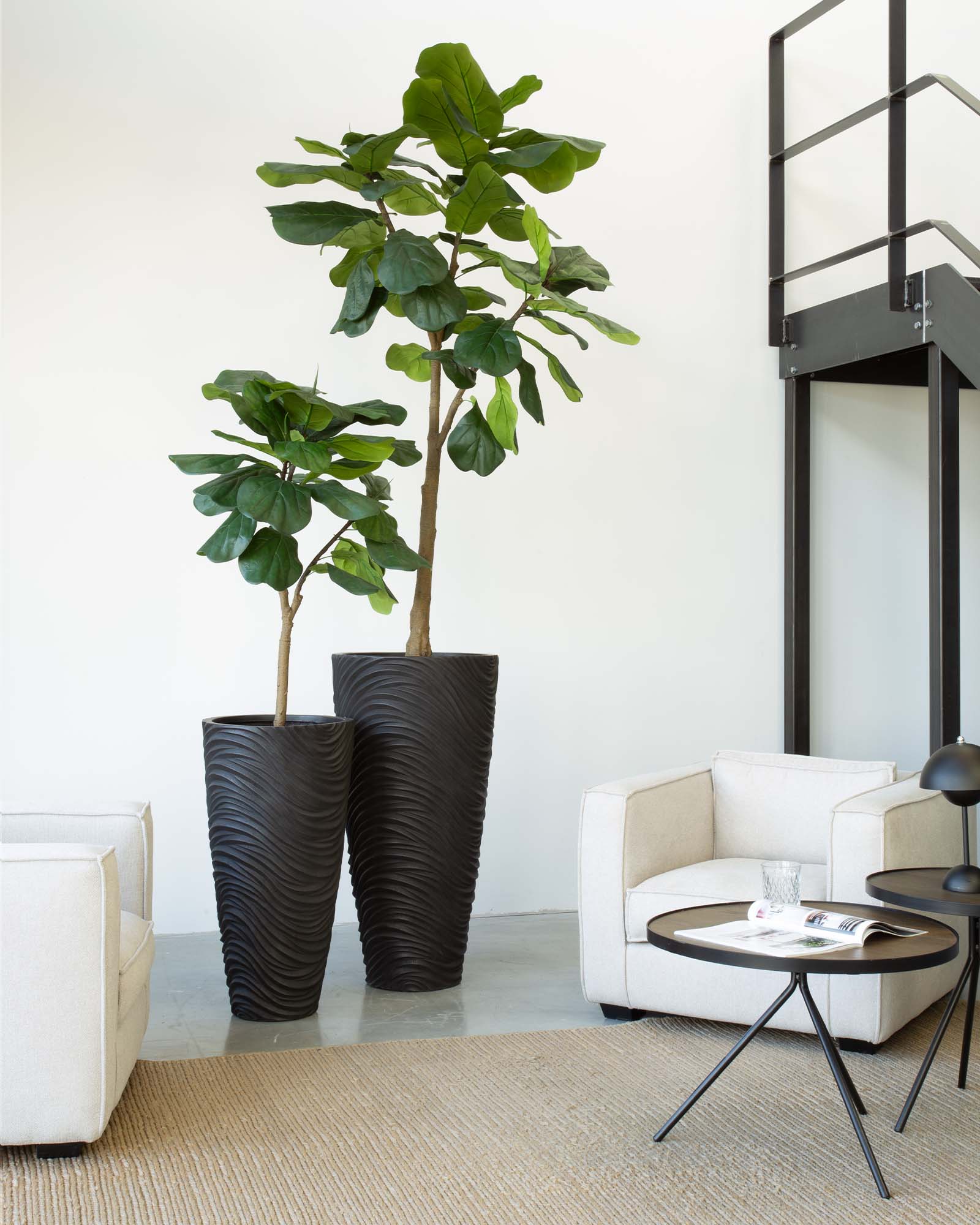 Oviano Set mit Geigenfeige