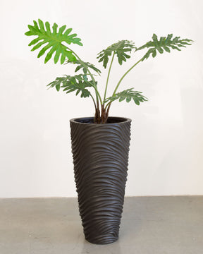 Oviano Set mit Philodendron