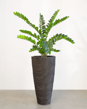 Oviano Set mit Zamioculcas
