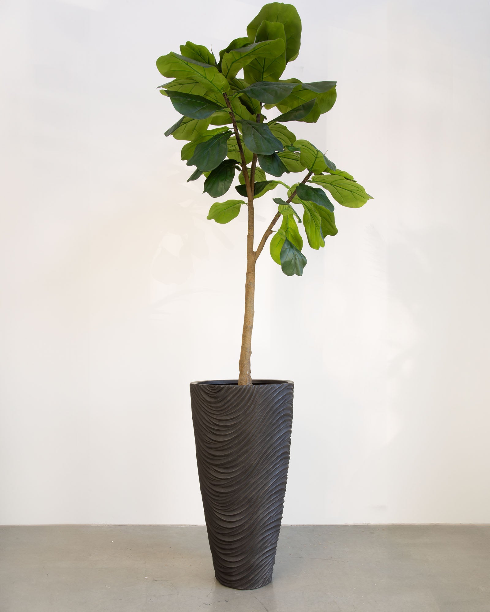 Oviano Set mit Geigenfeige