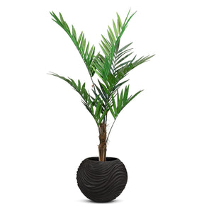 Set aus Oviano Globe und Forstersche Kentia