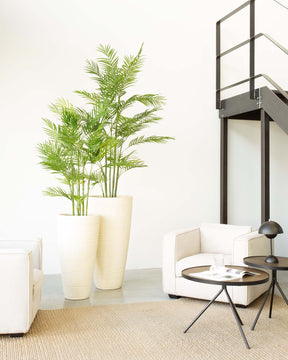 Linara Set mit Goldfruchtpalme