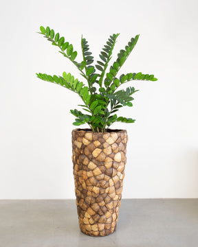 Kokona Set mit Zamioculcas