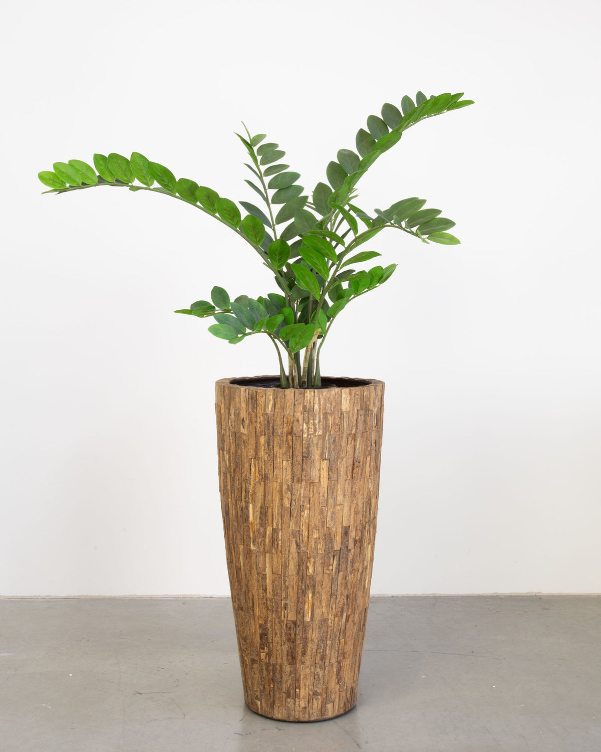 Ligno Set mit Zamioculcas