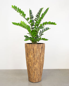 Ligno Set mit Zamioculcas