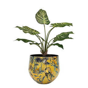 Set aus Designtischgefäß mit Calathea