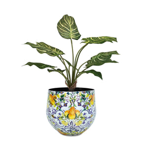 Set aus Designtischgefäß mit Calathea