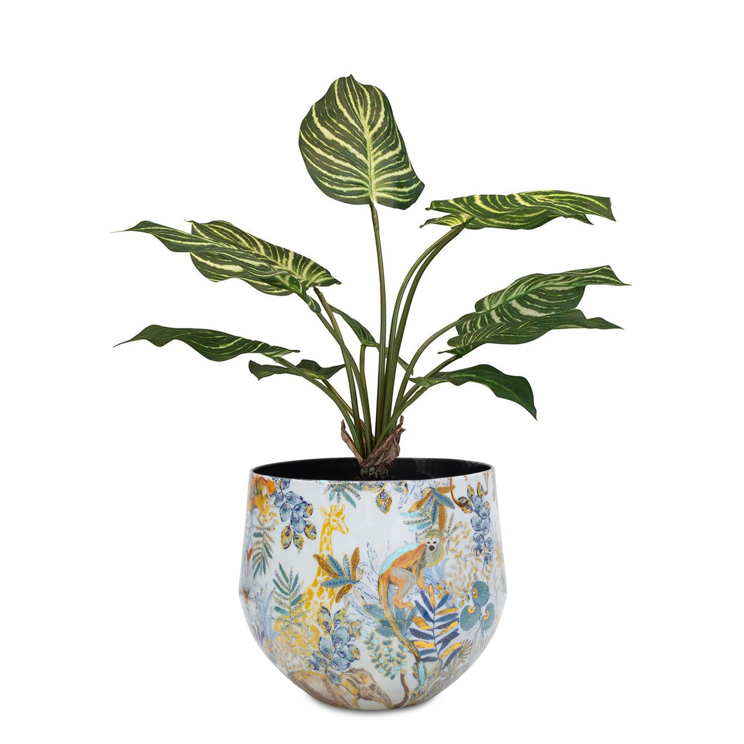 Set aus Designtischgefäß mit Calathea