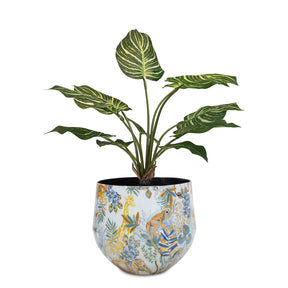 Set aus Designtischgefäß mit Calathea