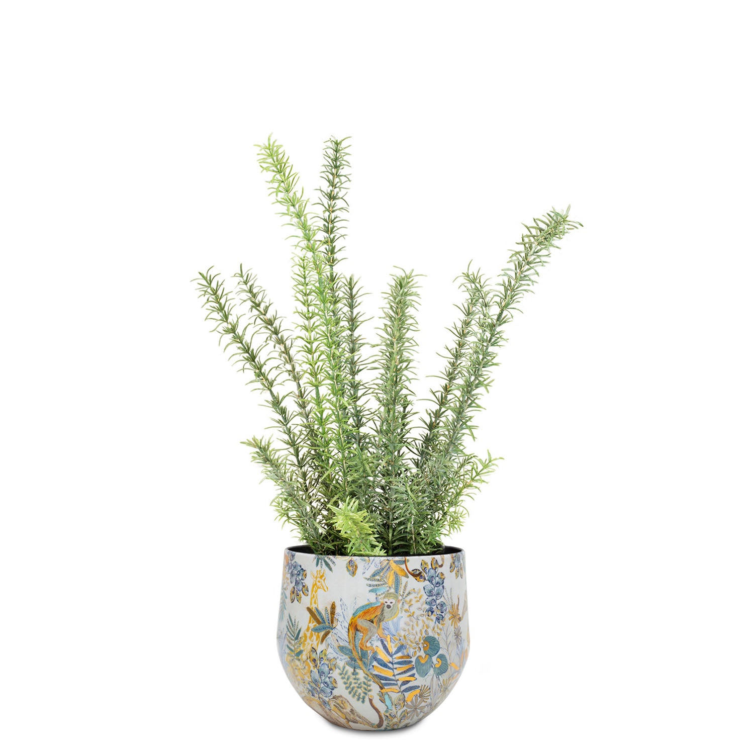 Set aus Designtischgefäß und Rosmarin
