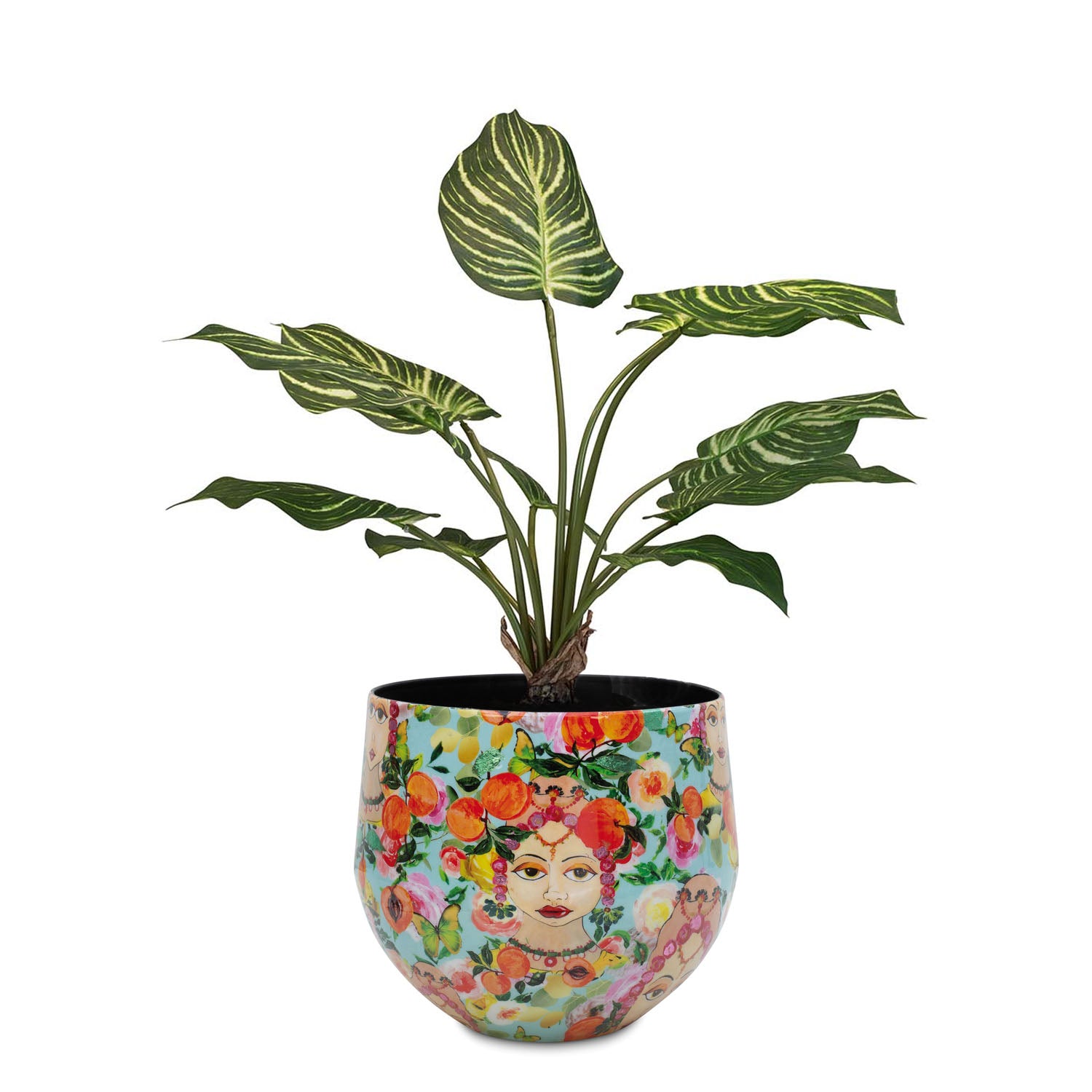 Set aus Designtischgefäß mit Calathea