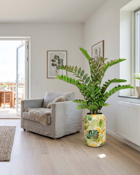 Zamioculcas im Set mit Bodenvase Botanical Grace Frontansicht für das Wohnzimmer