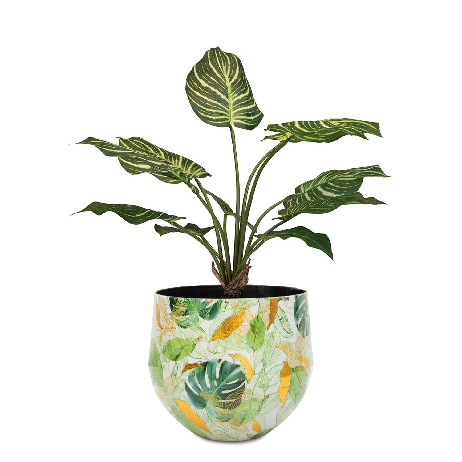 Set aus Designtischgefäß mit Calathea