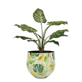 Set aus Designtischgefäß mit Calathea