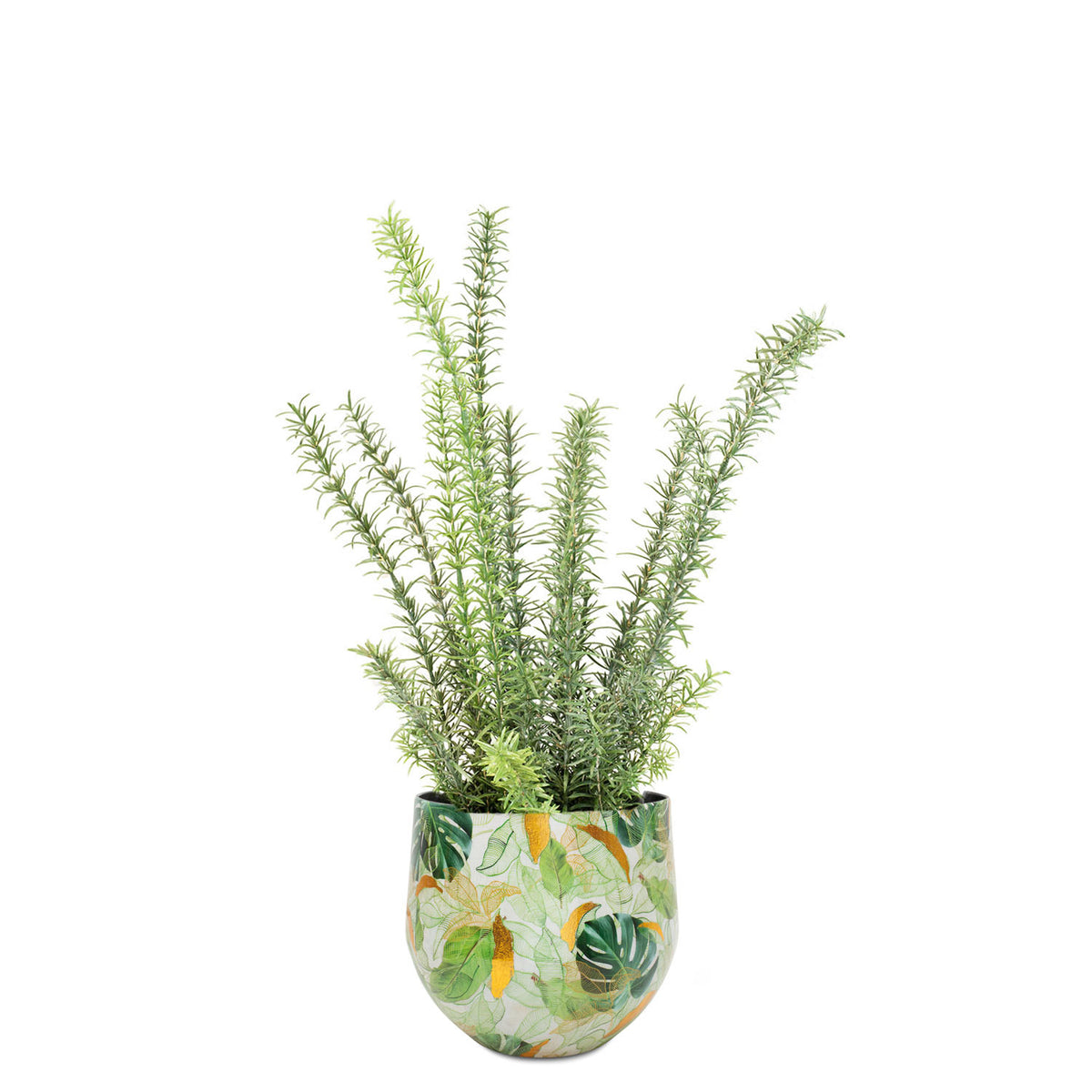 Set aus Designtischgefäß und Rosmarin