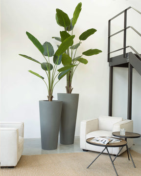 Strelitzie - Baumstrelitzie Kunstpflanze