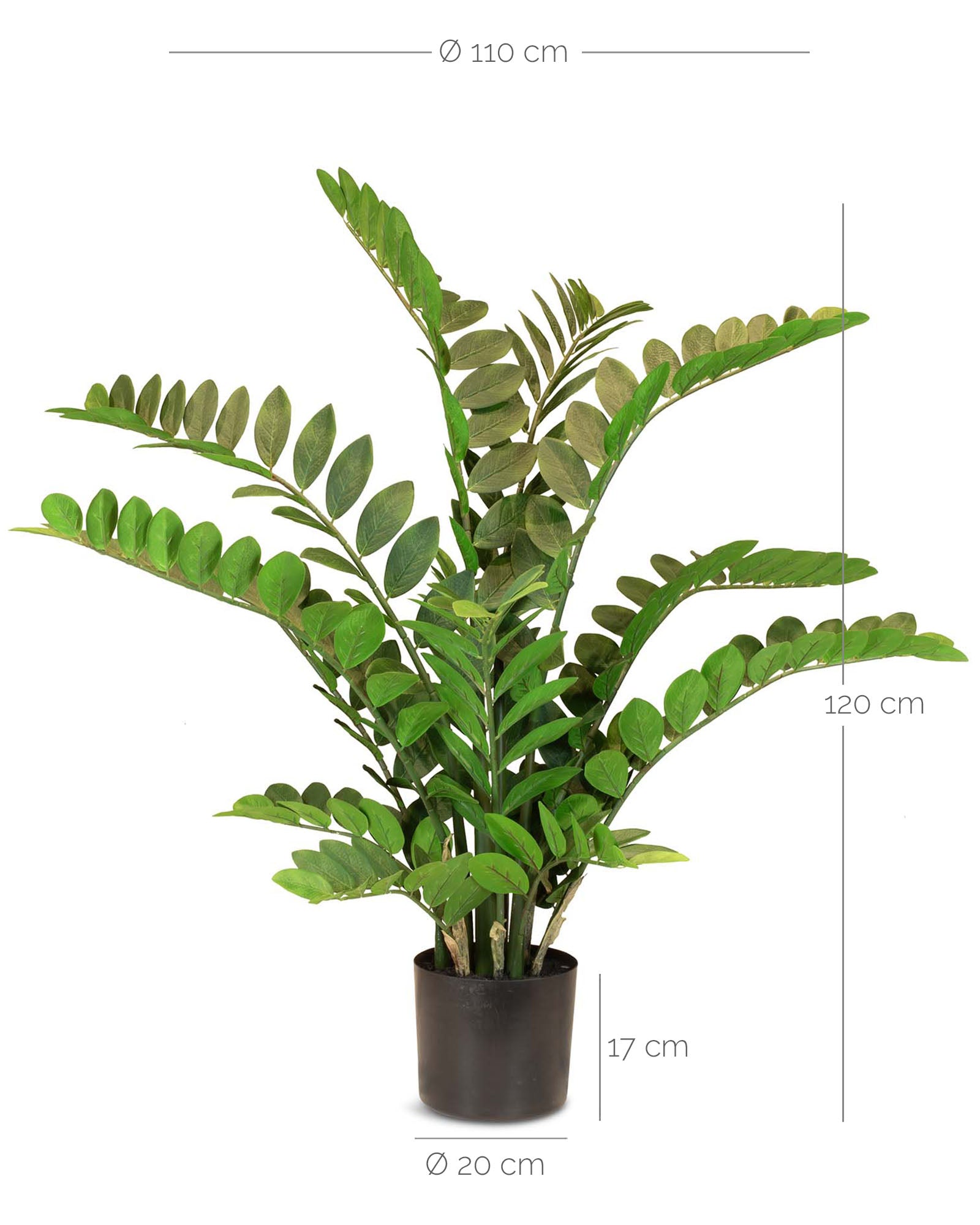 Zamioculcas - Glücksfeder Kunstpflanze
