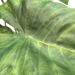 Zebra-Elefantenohr - Alocasia Zebrina Kunstpflanze