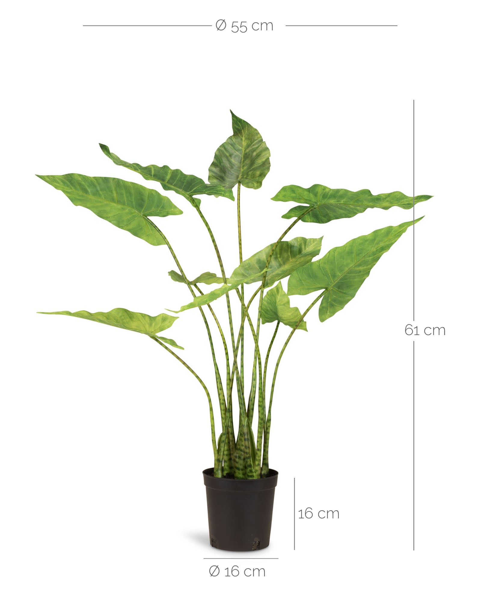 Detailansicht der Alocasia Zebrina Kunstpflanze mit charakteristisch gemusterten Stielen und Blättern