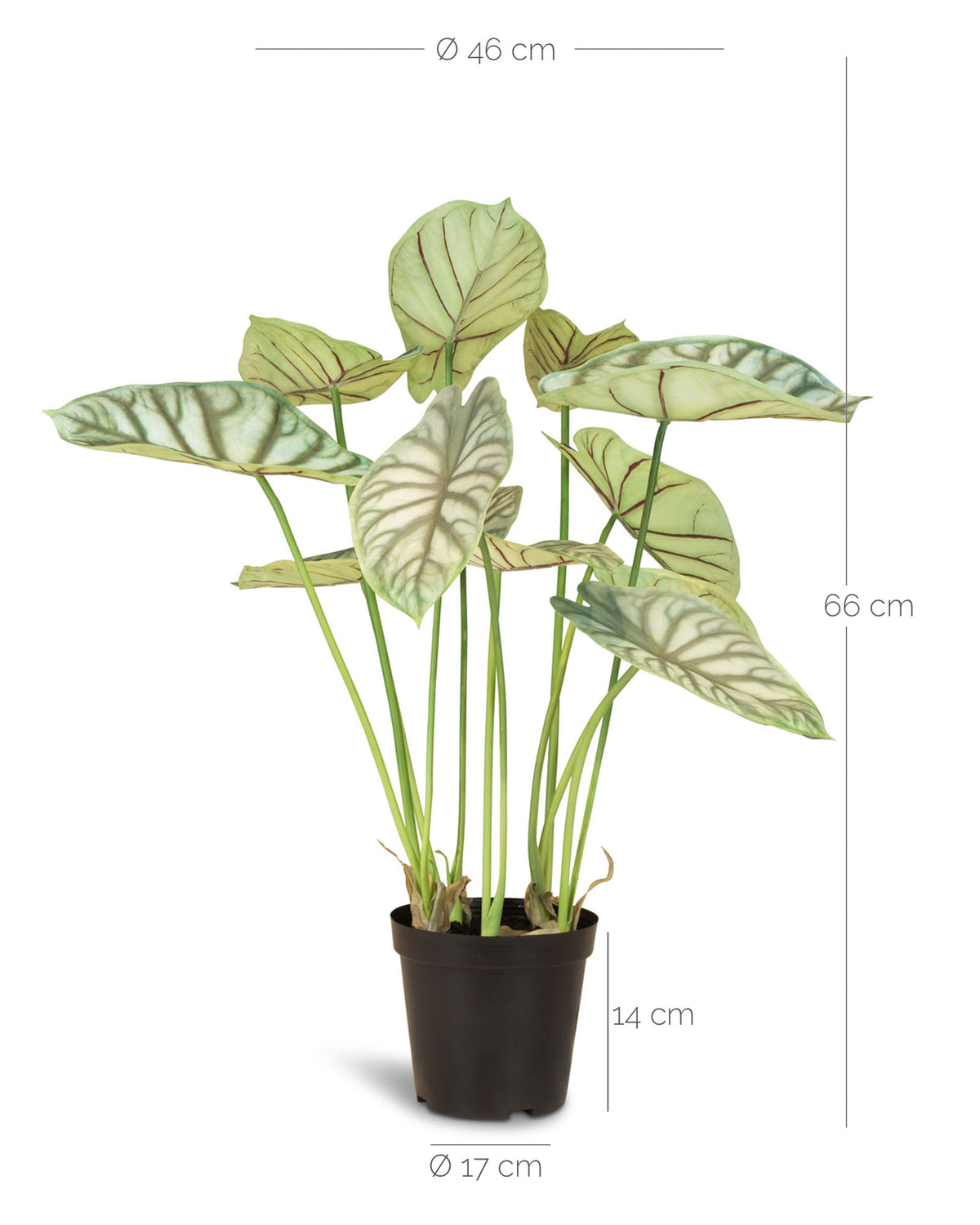 Alocasia - Elefantenohr Kunstpflanze