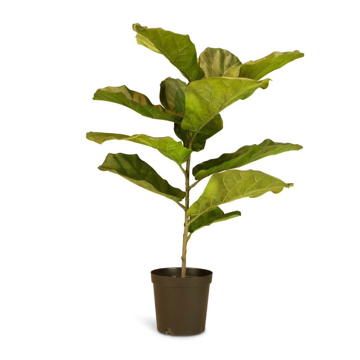 Geigenfeige Ficus Lyrata Kunstpflanze