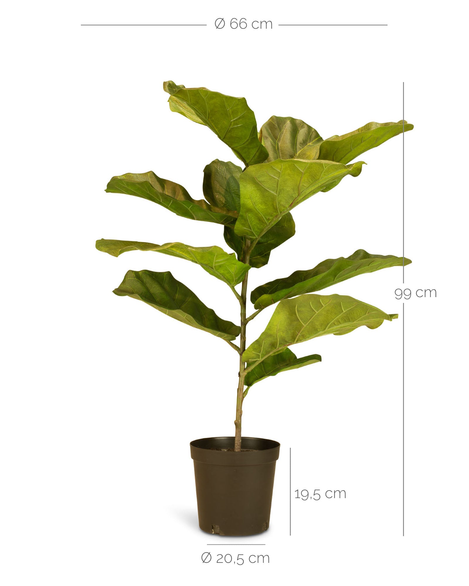 Geigenfeige Ficus Lyrata Kunstpflanze