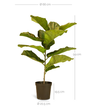 Geigenfeige Ficus Lyrata Kunstpflanze