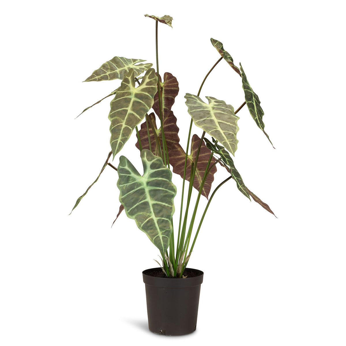Alocasia - Elefantenohr Kunstpflanze