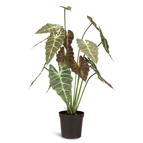 Alocasia - Elefantenohr Kunstpflanze
