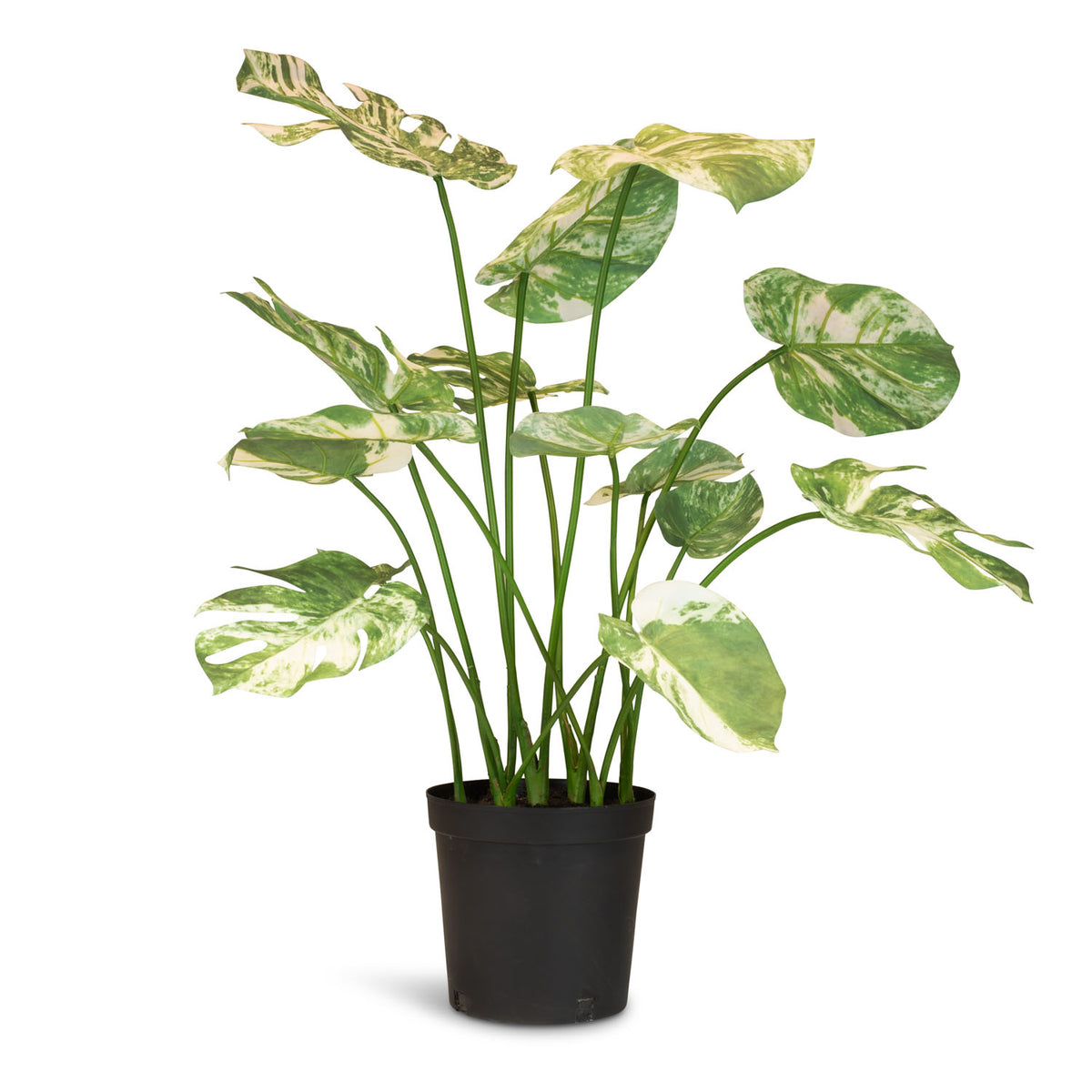 Fensterblatt Monstera Kunstpflanze