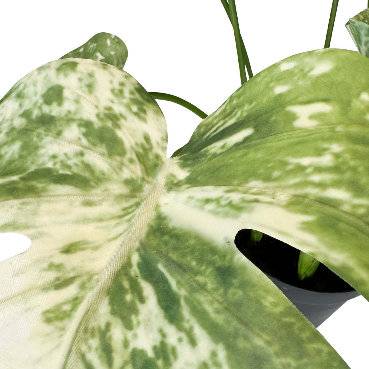 Fensterblatt Monstera Kunstpflanze