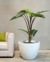 Regenbogen Alocasia Kunstpflanze