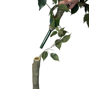 Ficus Tree - Birkenfeige Kunstpflanze