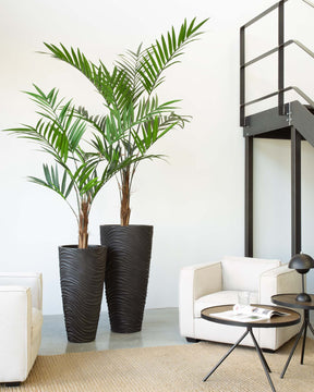 Forstersche Kentia Kunstpflanze