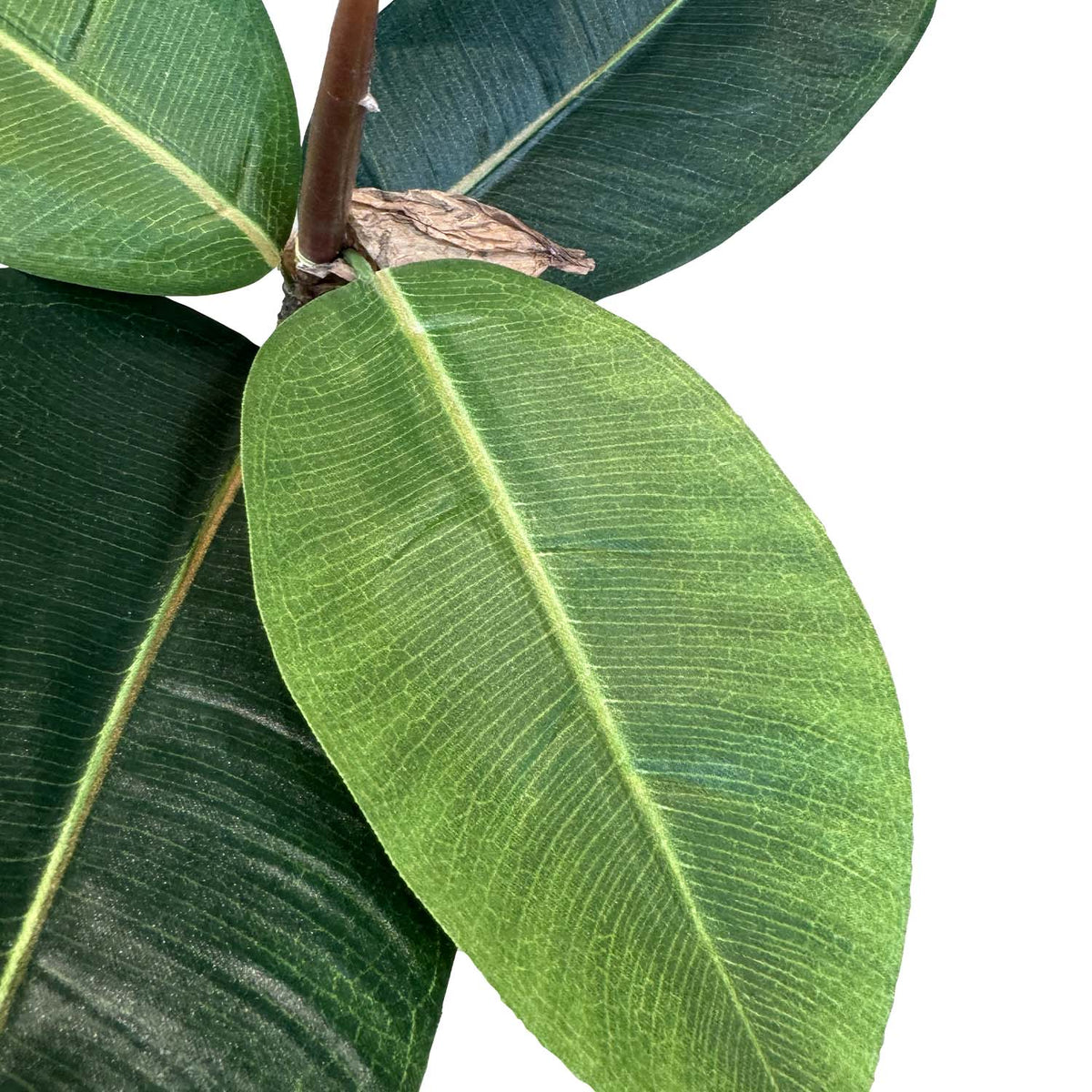 Ficus Elastica - Gummibaum Kunstpflanze