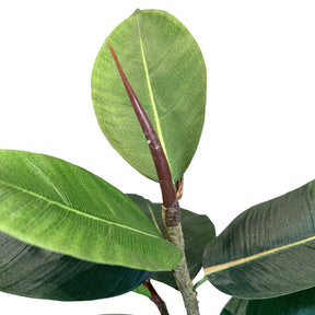 Ficus Elastica - Gummibaum Kunstpflanze