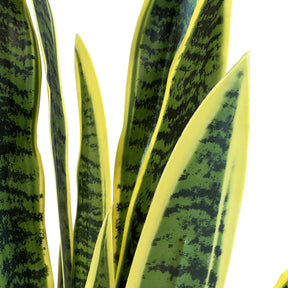 Bogenhanf - Sansevieria trifasciata Kunstpflanze