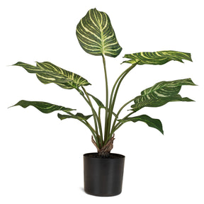 Calathea - Pfauen-Korbmaranthe Kunstpflanze