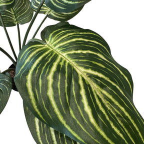 Calathea - Pfauen-Korbmaranthe Kunstpflanze