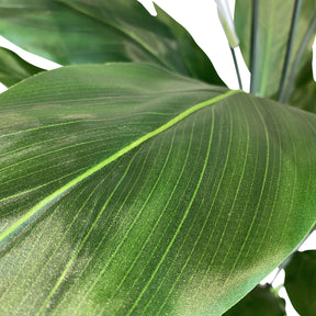 Einblatt - Spathiphyllum Kunstpflanze, blühend